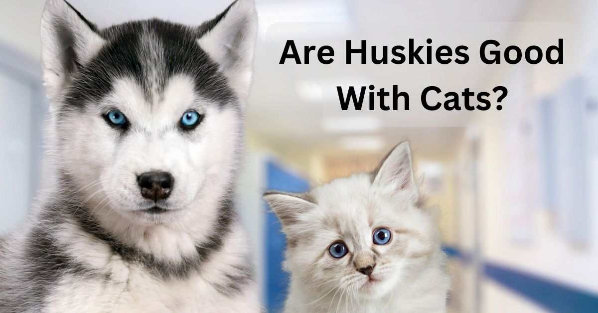 Are Huskies Good With Cats