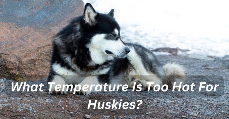 What Temperature Is Too Hot For Huskies?
