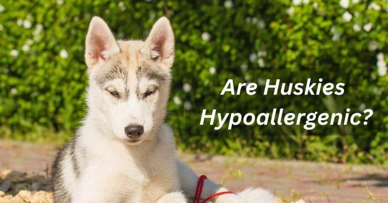 Are Huskies Hypoallergenic