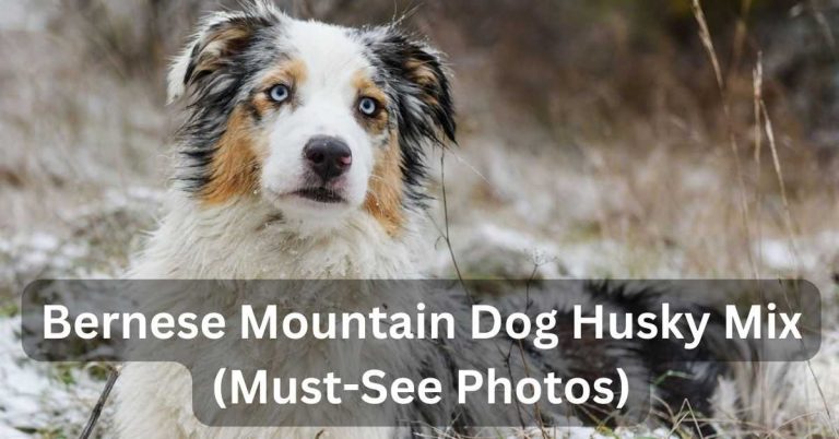 Bernese Mountain Dog Husky Mix