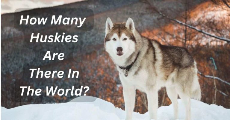 How many huskies are there in the world
