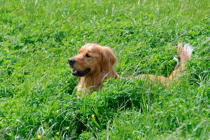 How Long to Keep Dog Off Grass After Fertilizing?