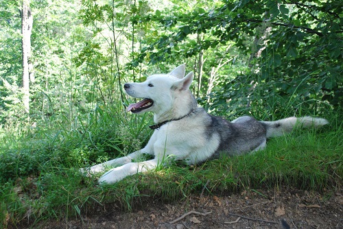 How Much Exercise Does a Siberian Husky Need?