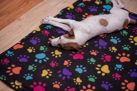 Why Does My Dog Move from Spot to Spot While Sleeping?