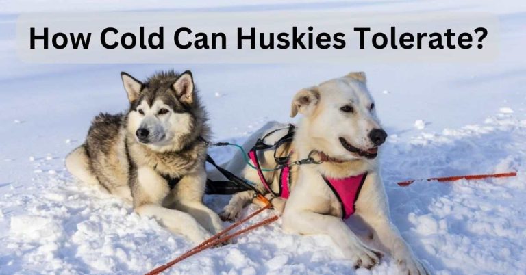 How Cold Can Huskies Tolerate